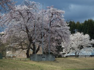 桜　グラウンド