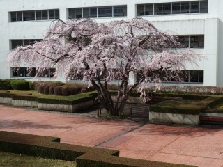 桜　赤レンガ