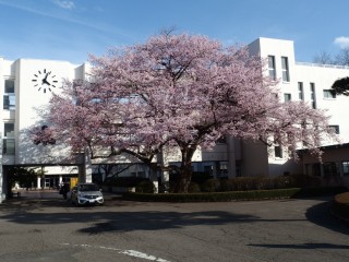 桜　正面